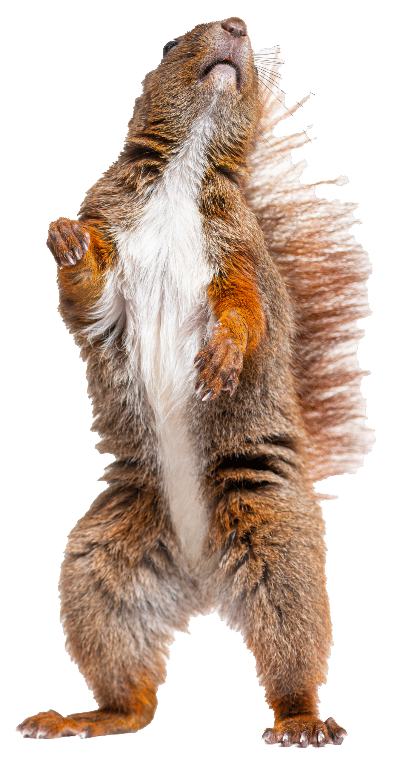 eurasian-red-squirrel-on-hind-legs-looking-up